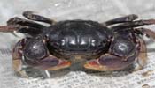 Violet Crab